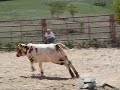 Wilfong Bucking Bulls Weanling Calves Bucked With Dummy Wilfong Bucking Bulls Weanling Calves Bucked With Dummy