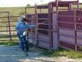 Wilfong Bucking Bulls Weanling Calves Bucked With Dummy