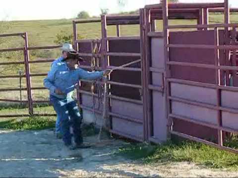 how to train pbr bulls
