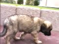 Leo le bébé leonberg Leo le bébé leonberg