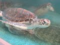 Green Sea Turtle @Wakayama Japan ?????????????