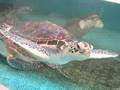 Green Sea Turtle @Wakayama Japan アオウミガメ＠串本、和歌山