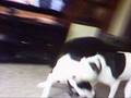 videos de Barney & Stella - PWF (Puppy Wrestling Federation)