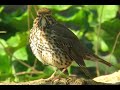 ZORZAL COMUN / SONG THRUSH ZORZAL COMUN / SONG THRUSH