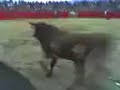 Corrida de Toros Bufa en Huachac-Junín.1 Corrida de Toros Bufa en Huachac-Junín.1