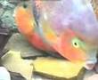 Vieja synspila - spawning