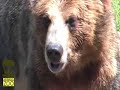 Meet the Grizzlies!