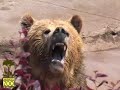 Meet the Grizzlies! - Thumb #3