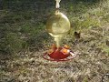 Broad-tailed Hummingbird