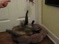 Minou's Sleep Over Party