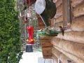 Humming birds fight for foods