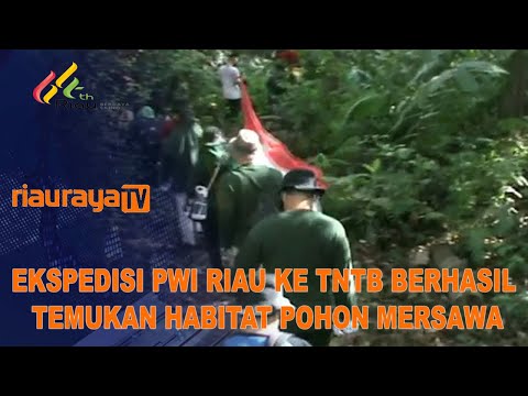 Ekspedisi PWI Riau ke TNTB Berhasil Temukan Habitat Pohon Mersawa