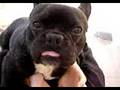 When French Bulldogs Attack
