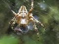 Spider killing fly Spider killing fly