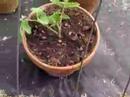 2008 Tomato Vlog 1