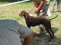 Wyżeł niemiecki 1 - Krajowa Wystawa Psów Wrocław 2008
