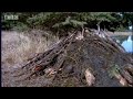 How Beavers Build a Lodge - BBC Animals How Beavers Build a Lodge - BBC Animals
