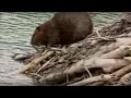 How-Beavers-Build-a-