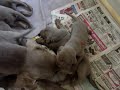 Weimaraner Puppies part 2