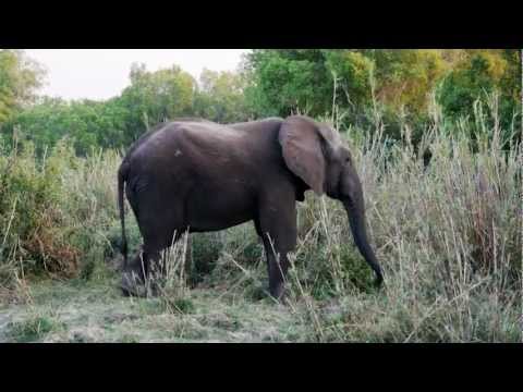 how to obtain zimbabwean visa