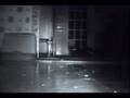Racoon at night