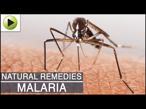 how to cure malaria