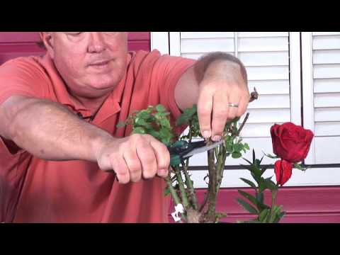 how to fertilize rose bushes