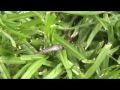 ANT POWER !!