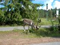 Two handsome reindeers in Lapland, Finland