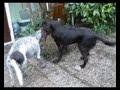 German pointers playing