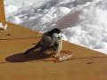 Mésange extra gonflée / Super fluffy chickadee Mésange extra gonflée / Super fluffy chickadee