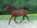 Erboj, Arabian Gelding Erboj, Arabian Gelding