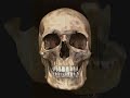 Bonez: CIS Anatomy