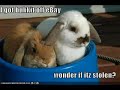 Walrus and His Bucket - A Love Story Walrus and His Bucket - A Love Story