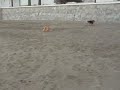 Click here to watch this video minnie con ganas de cazar!!