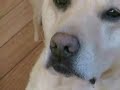 LABRADOR RETRIEVER- \"THE GRACIE & SMUDGE EXPERIENCE\" LABRADOR RETRIEVER- \"THE GRACIE & SMUDGE EXPERIENCE\"