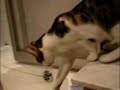 Cat with toilet flushing syndrome :-) ! Cat with toilet flushing syndrome :-) !