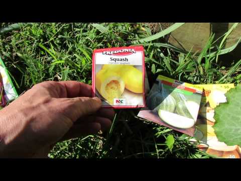 how to transplant mature zucchini plants