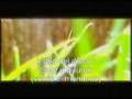 Musica Maya 3