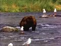 Bear escapes zoo
