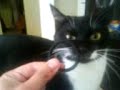 chat qui se prend pour un chien