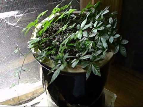 how to grow jiaogulan