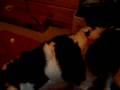 videos de 213