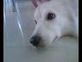 Sparky gets sleepy