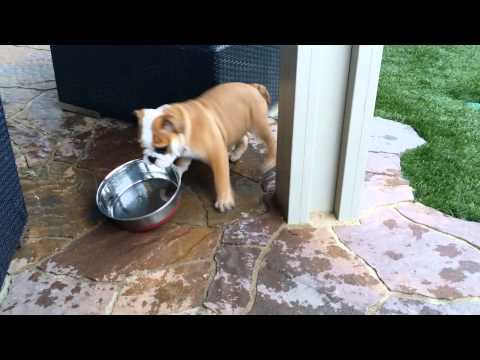 Mickey the Bulldog puppy w/ a drinking problem