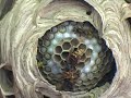 European Hornet Nest with founding Queen in center!