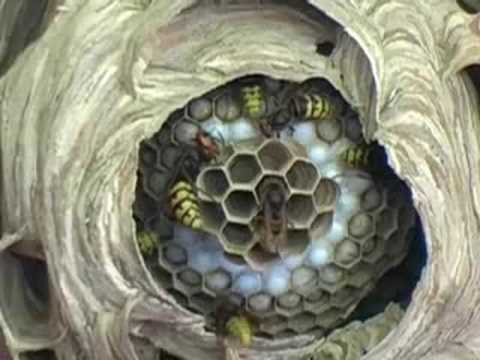 how to locate european wasp nest