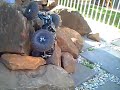 BACK YARD ROCK CRAWLING