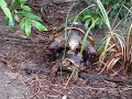 Carbonaria Tortoise mating Carbonaria Tortoise mating