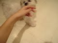 daniela and a puppy